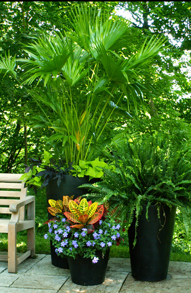Summer Urns